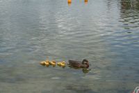 ente__4_